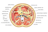 Transverse section at upper body
