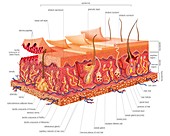 Skin structure