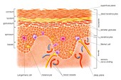 Layers and cells of epidermis