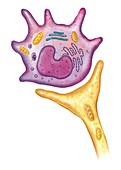 Cells of epidermis,Merkel cell