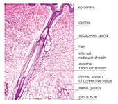 Histologic image of the hair follicle
