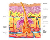 Cutaneous vascularization