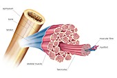 General structure of skeletal muscle
