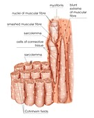 Composition of skeletal muscle fibres