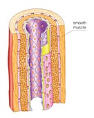 Smooth muscle in artery