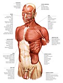 Head and Trunk muscular groups