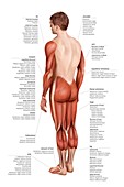Limbs muscular groups