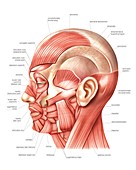 Head muscles