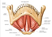 Muscles of the floor of mouth