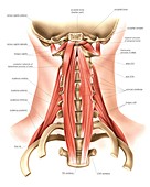 Muscles of the neck