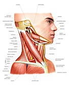 Muscles of the neck