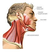 Masticatory muscles