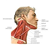 Cervical muscles