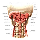 Nape muscles