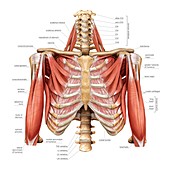 Muscles of the Thorax