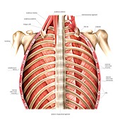 Muscles of posterior thoracic wall