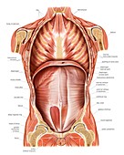 Muscles of trunk and abdomen