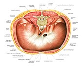 Muscles of trunk