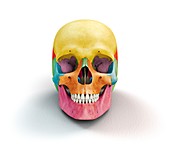 Human skull,artwork