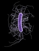 Clostridium difficile bacterium
