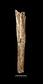 Boxgrove Man fossil bone