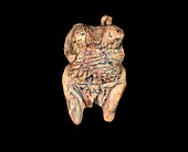 Venus of Holhe Fels,Stone Age figurine