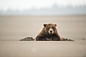 Brown bear,Alaska,USA