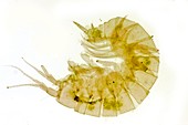 Shrimp,light micrograph