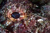 Scorpionfish eye
