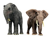 Deinotherium and elephant compared
