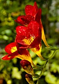 Freesia sp. flowers