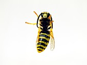 Common wasp