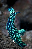 Crested nudibranch
