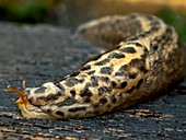 Leopard slug
