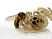Common wasp and nest