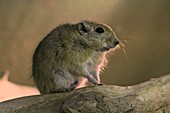 Fat sand rat (Psammomys obesus)