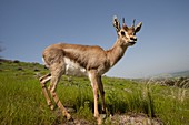 Mountain Gazelle (Gazelle gazelle)