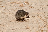 Desert Hedgehog (Paraechinus aethiopicus)