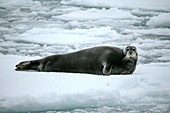 Bearded seal on an ice floe