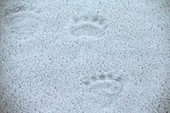 Polar bear footprints in the snow