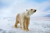 Close up of a standing polar bear