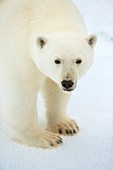 Polar bear standing close up