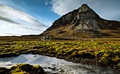 Svalbard reindeer grazing with Auk-Horn