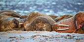 Atlantic walruses resting on sandy beach
