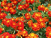 French marigold 'Red Brocade' (Tagetes)