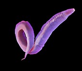 C. elegans worm,SEM