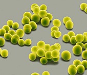 Staphylococcus epidermidis bacteria,SEM