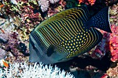 Sailfin tang fish