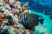 Sailfin tang fish