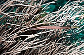 Trumpetfish in soft coral